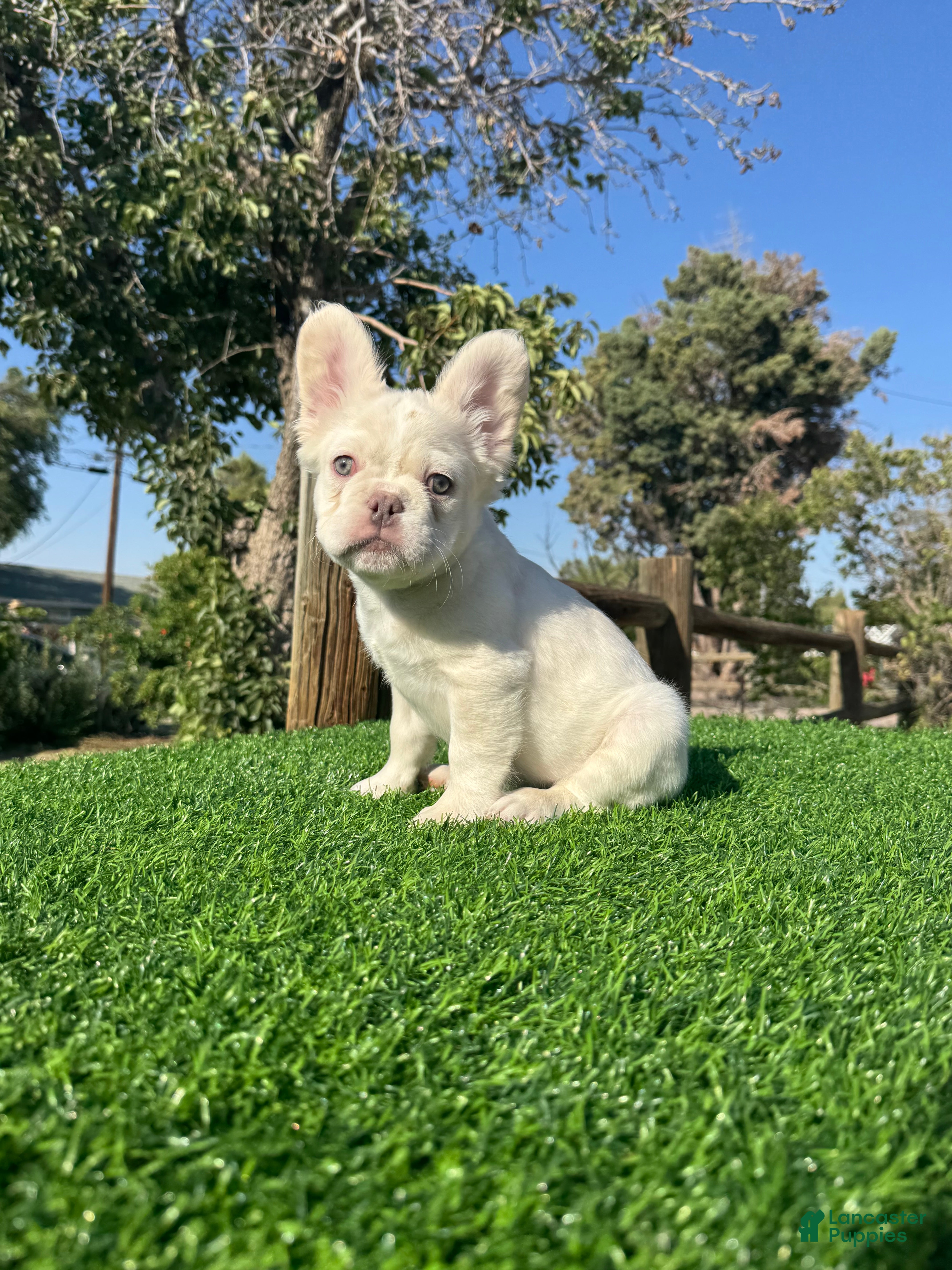 French Bulldog dogs Jake Paul the Fluffy - Ad 22