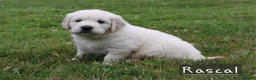 Golden Retriever dogs for sale: Rascal - Ad 3