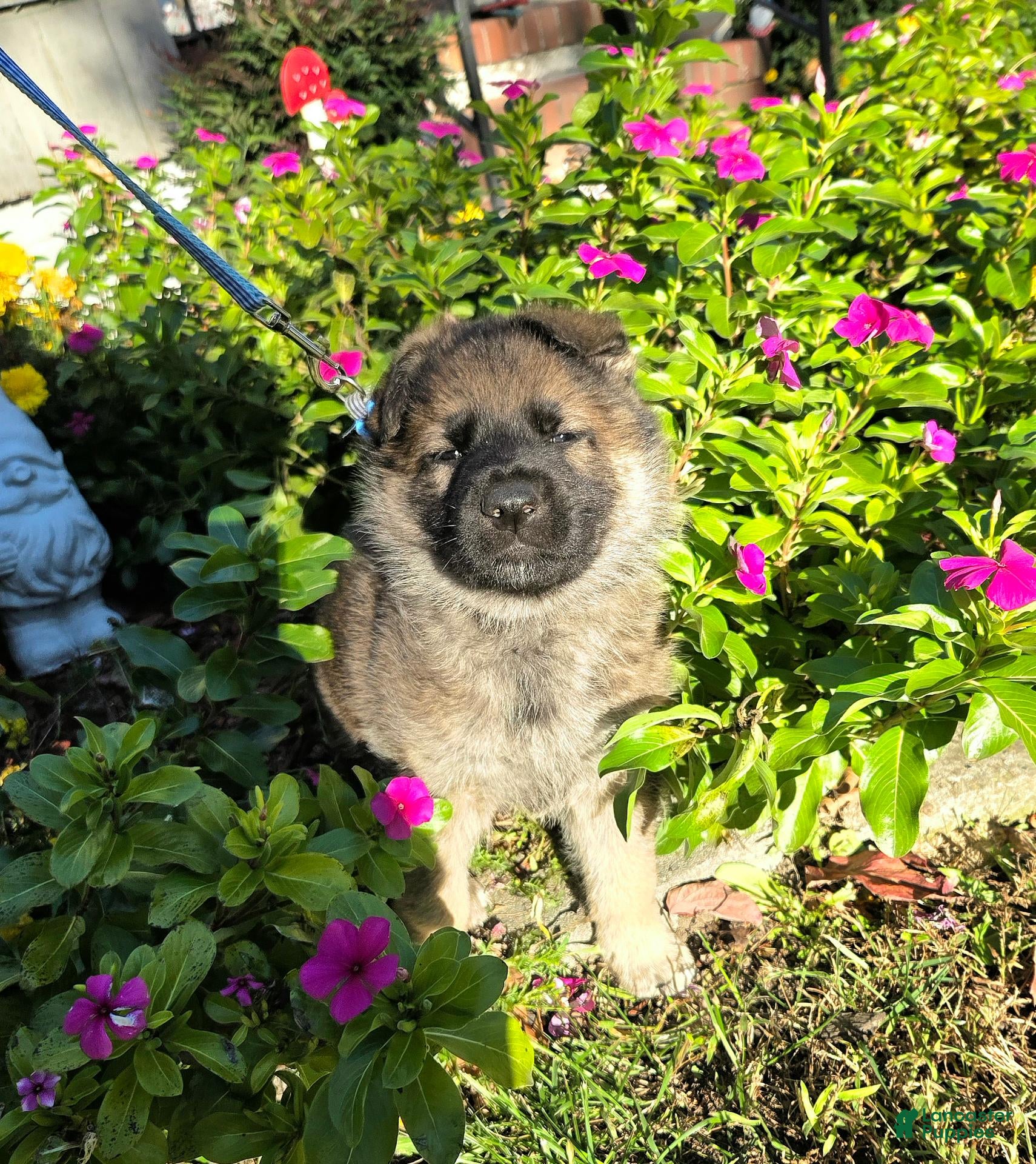 German Shepherd dogs for sale: Dean - Ad 2