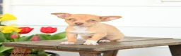 Chihuahua dogs for sale: Blake - Ad 3