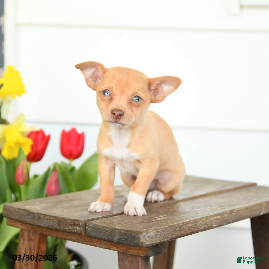 Chihuahua dogs for sale: Blake - Ad 3