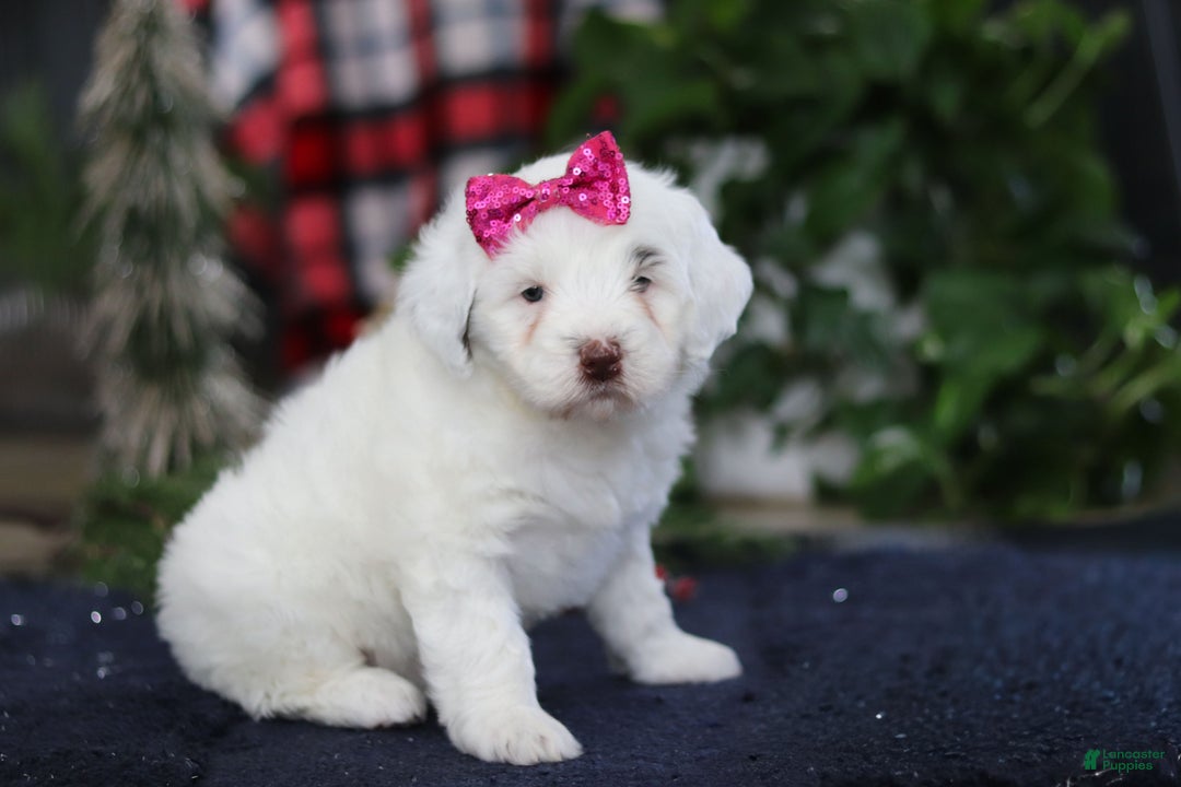 Portuguese Water Dog dogs for sale: Lucie - Ad 8