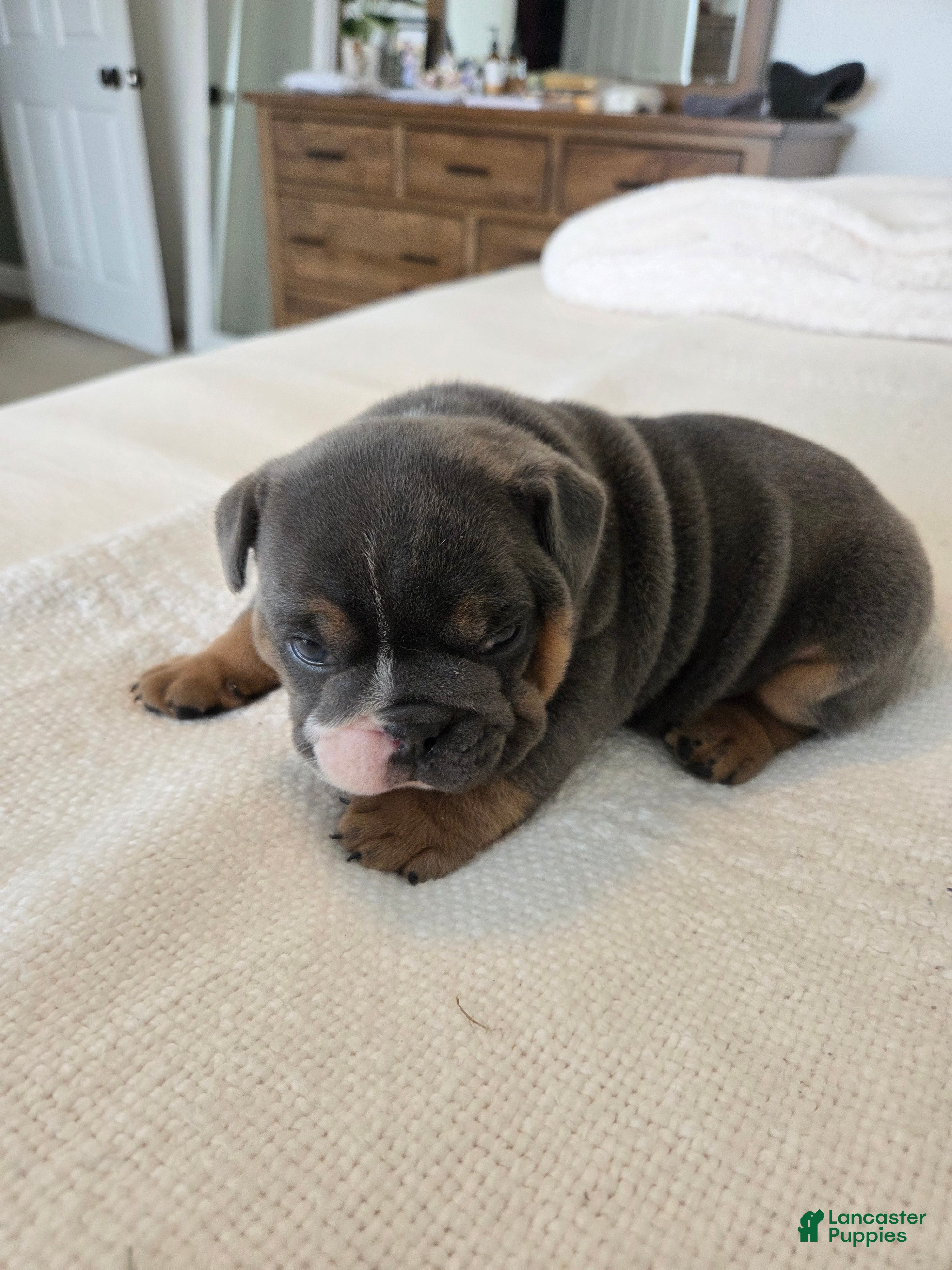 English Bulldog dogs Kojak - Ad 1