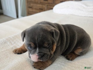 English Bulldog dogs Kojak - Ad 1