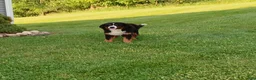 Bernedoodle dogs for sale: Kelly - Ad 6