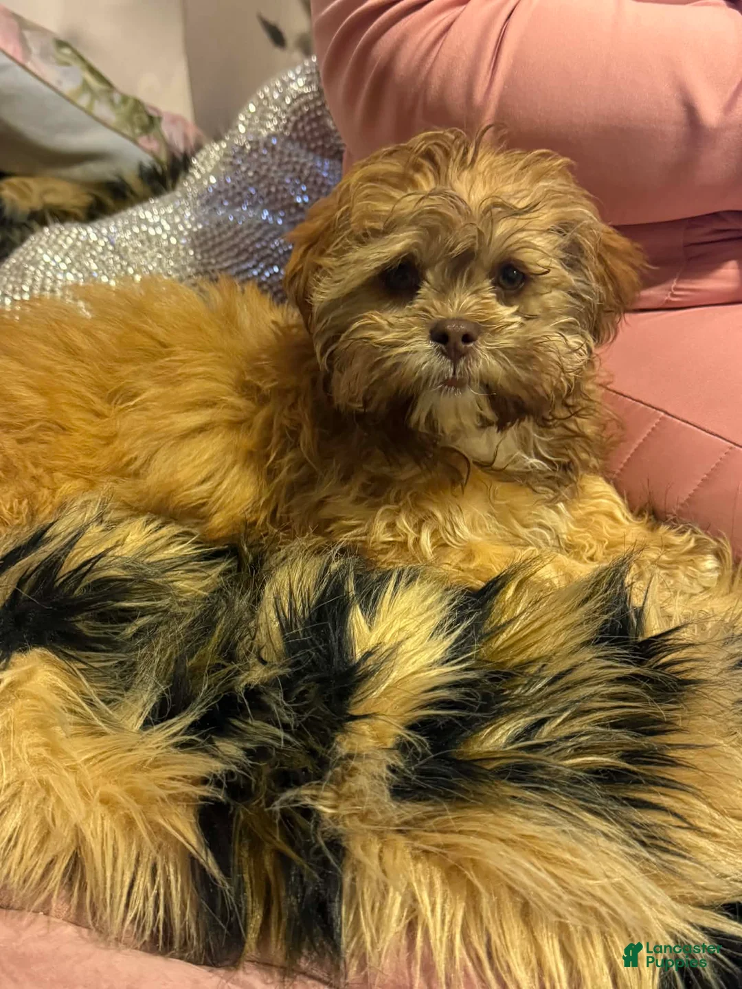 Shihpoo dogs for sale: Shihpoo Puppy 1 - Ad 3