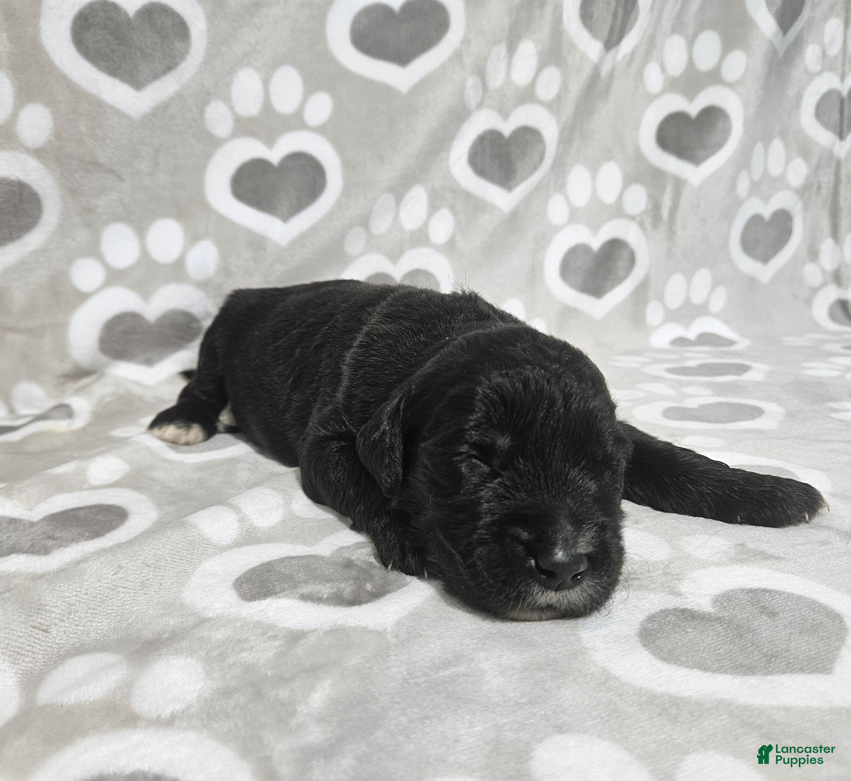 Goldendoodle dogs F1 Zucchini - Ad 30