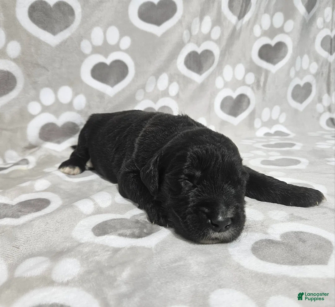 Goldendoodle dogs for sale: F1 Zucchini - Ad 1