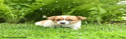 Mixed Breed dogs for sale: Desmond - Ad 1