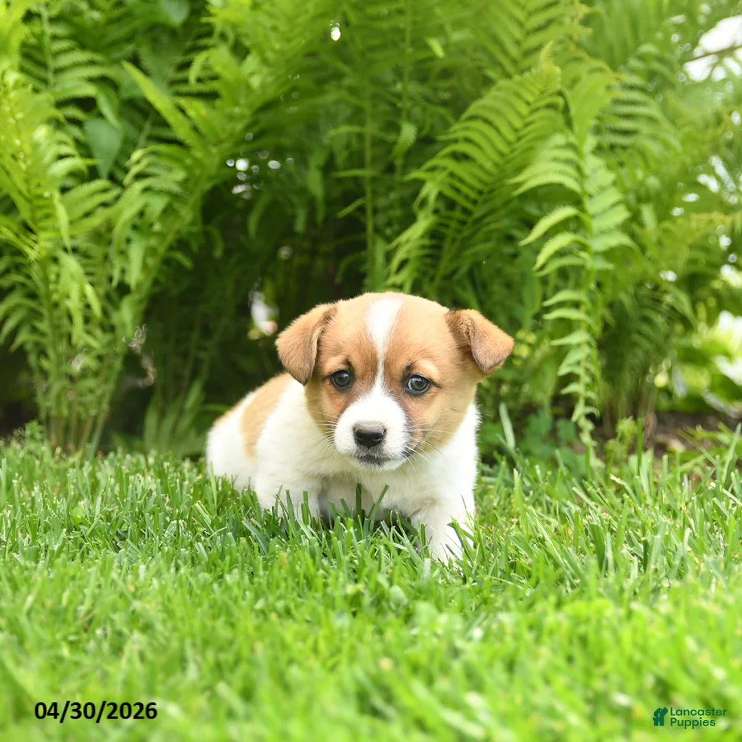 Mixed Breed dogs for sale: Desmond - Ad 1