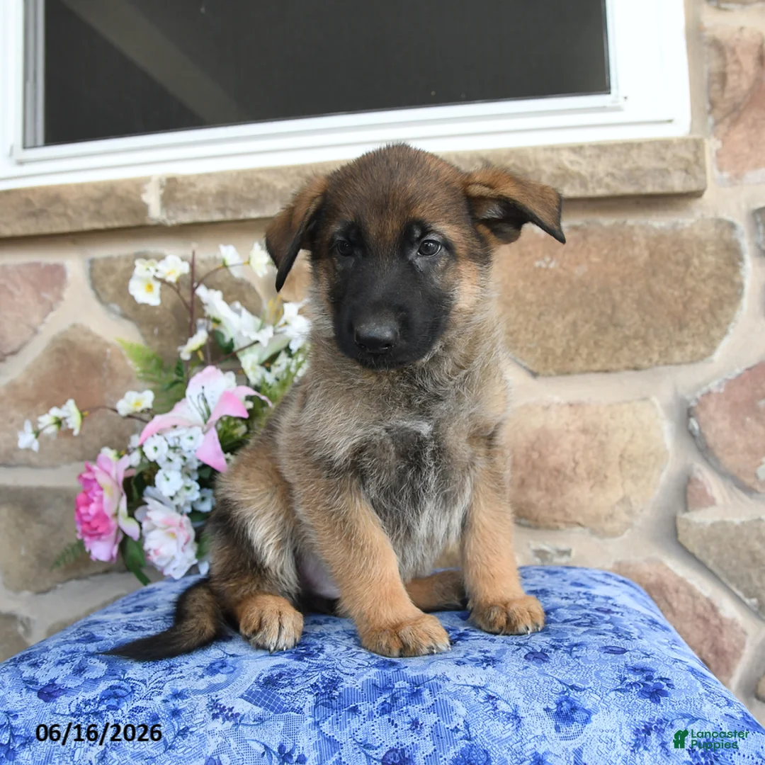 German Shepherd dogs for sale: Sphinx - Ad 5