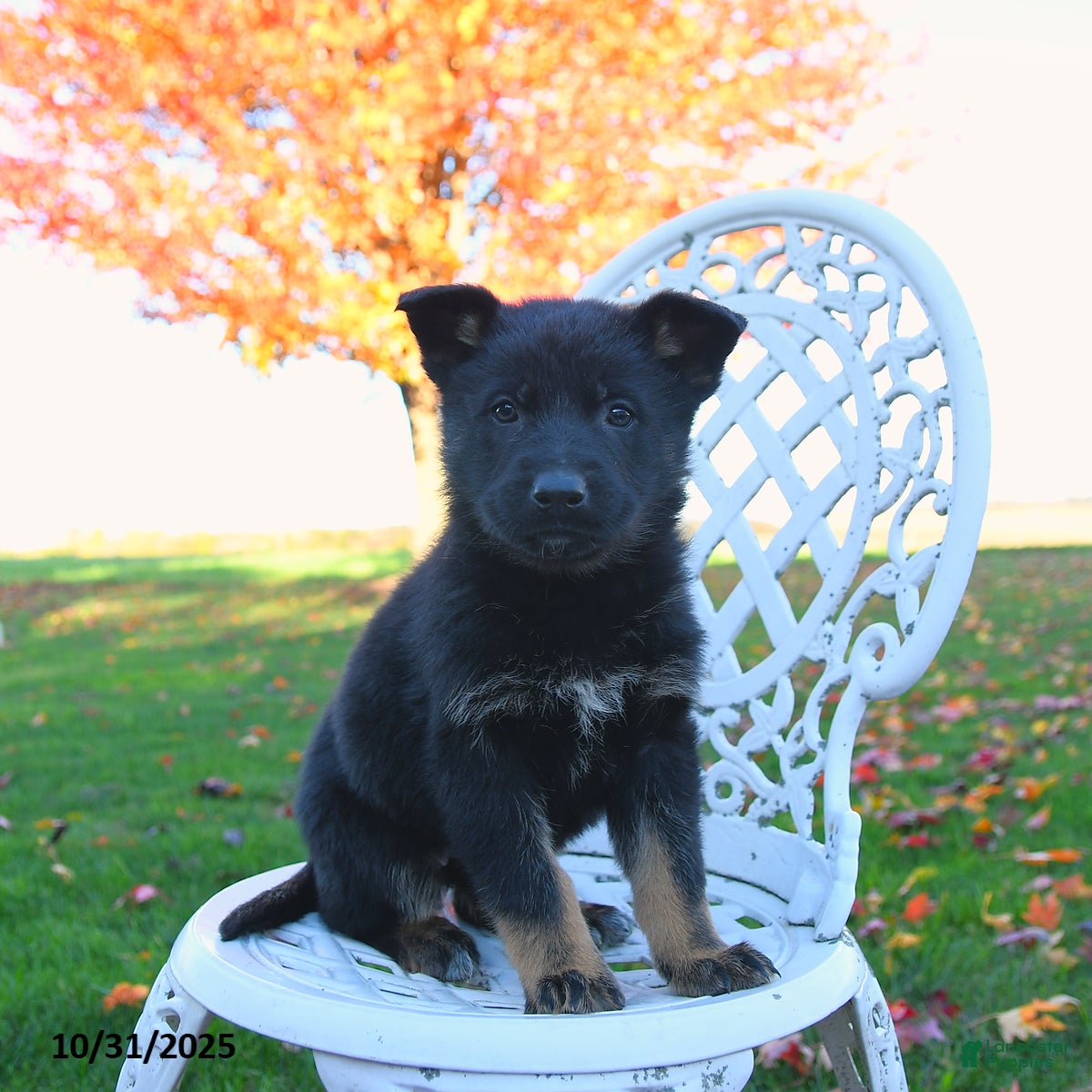 German Shepherd dogs Mia   - Ad 35