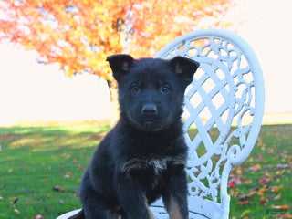 German Shepherd dogs Mia - Ad 42