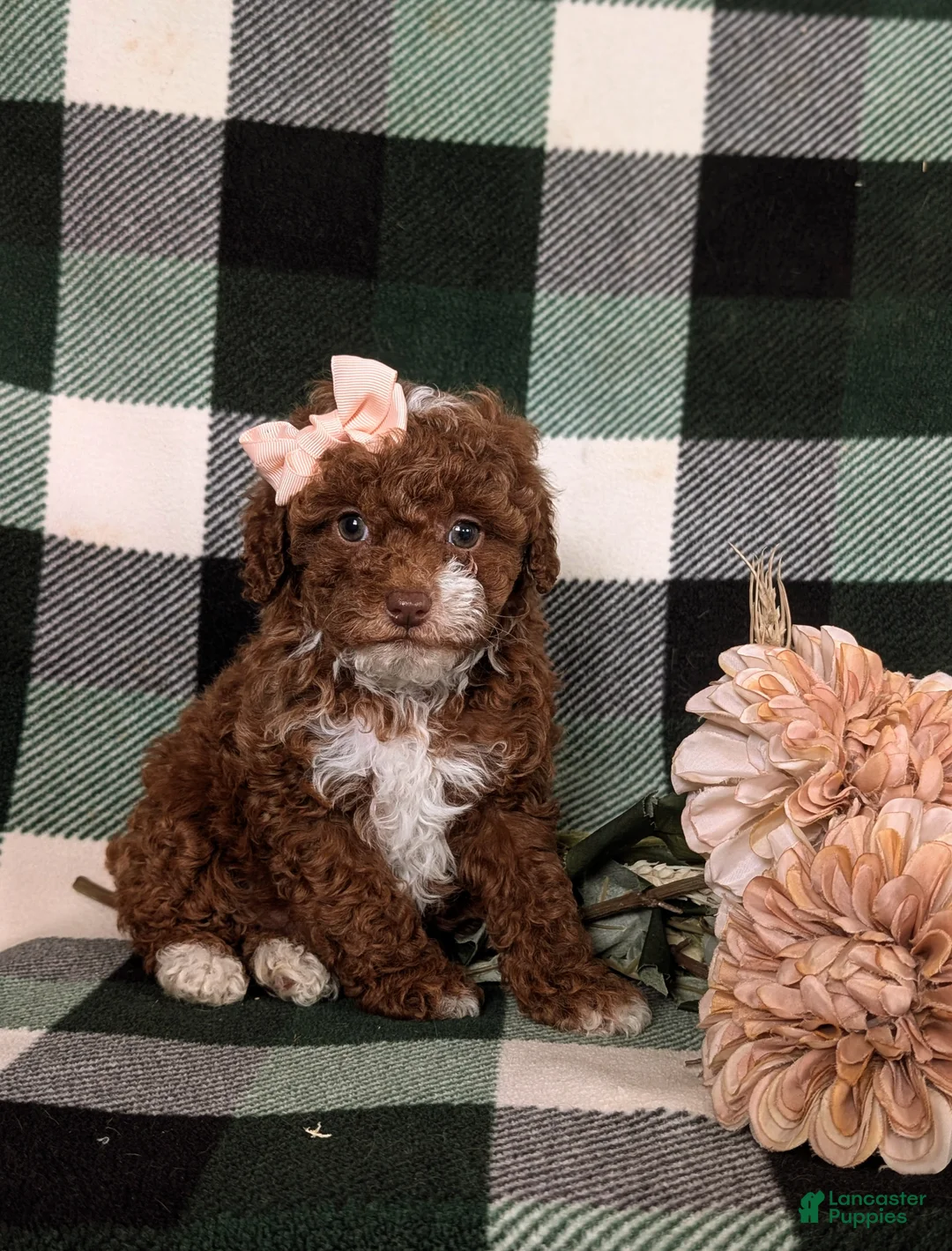 Mixed Breed dogs for sale: Helene 10 lbs Full Grown - Ad 1