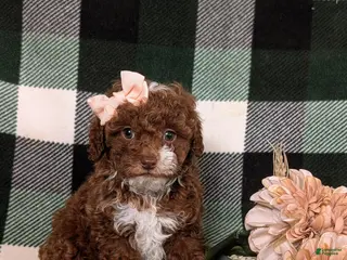 Mixed Breed dogs Helene 10 lbs Full Grown - Ad 23