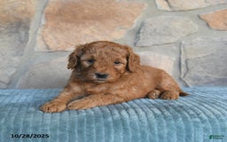 Mini Goldendoodle dogs for sale: Mia  - Image 5
