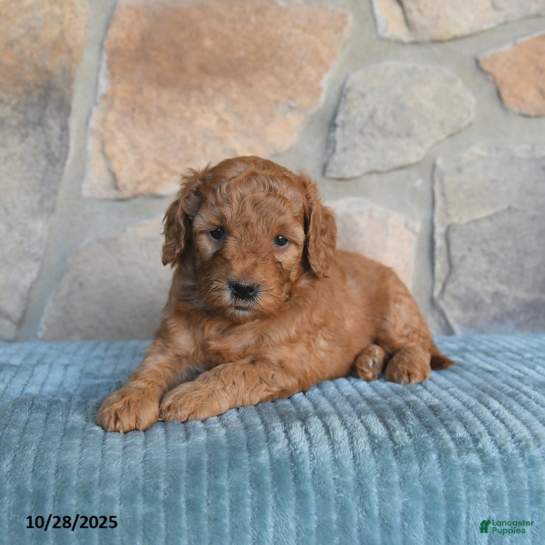 Mini Goldendoodle dogs for sale: Mia  - Image 5