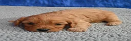 Cavapoo dogs for sale: Cavapoo 4 - Ad 8