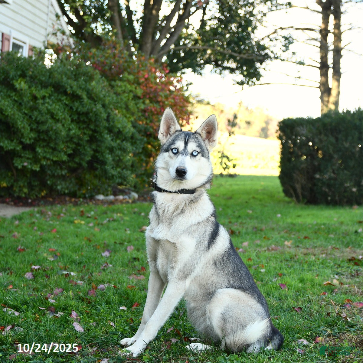 Pomsky dogs Jenny - Ad 26