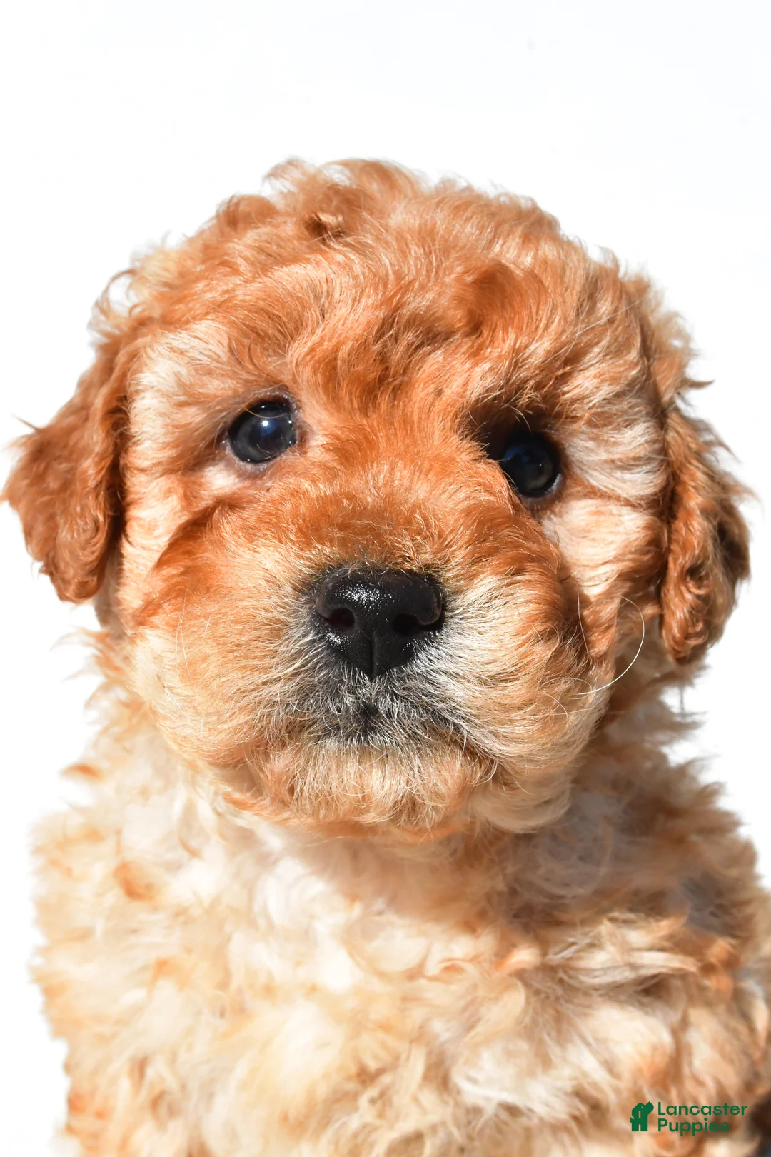 Mini Goldendoodle dogs for sale: Poppy - Ad 1
