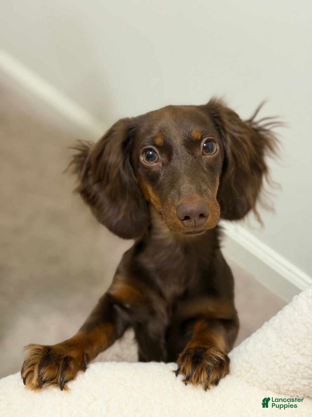 Miniature Dachshund dogs for sale: Miniature Dachshund long Hair Puppy  - Ad 8