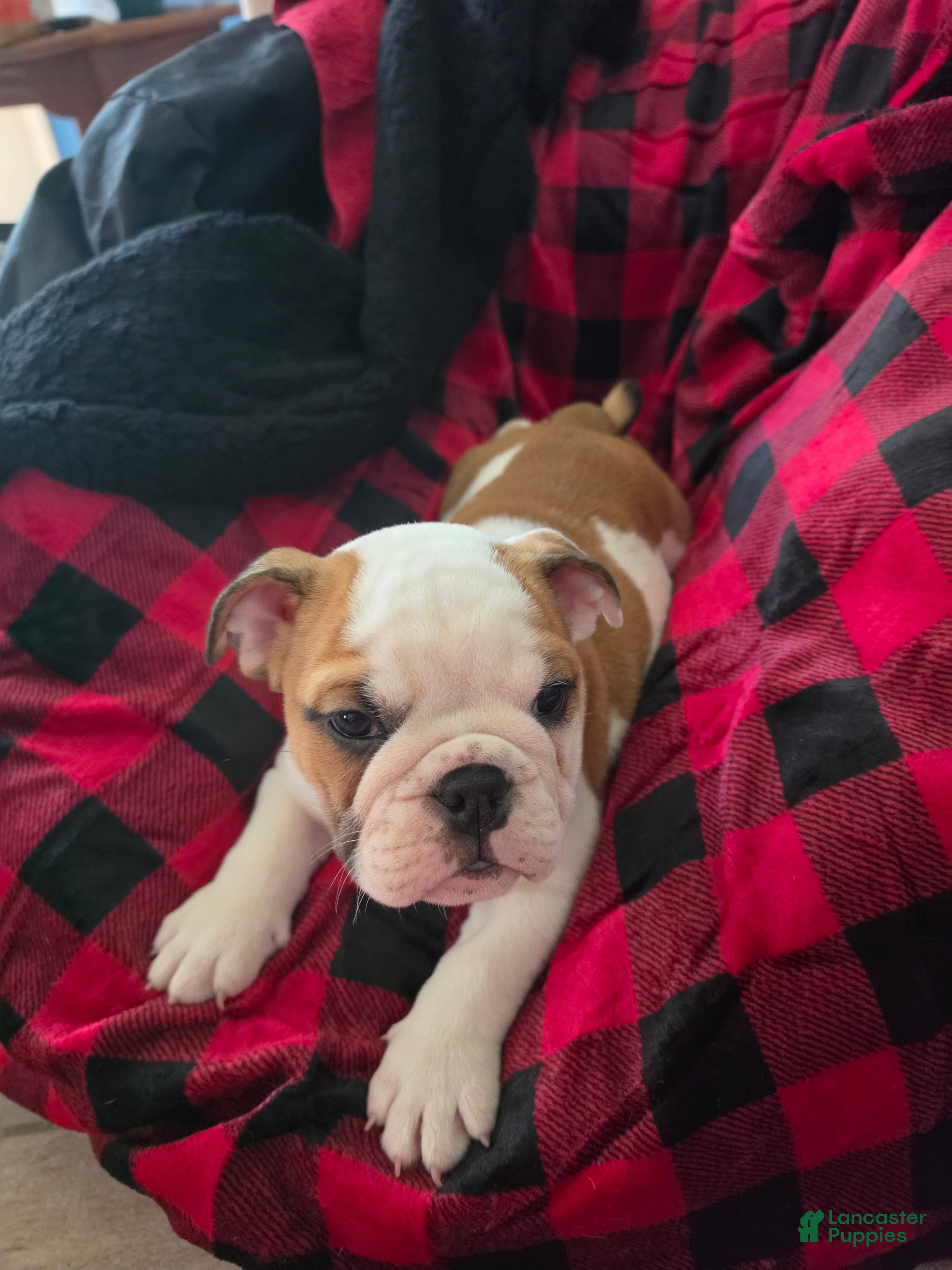 English Bulldog dogs English Bulldog 3 - Ad 8