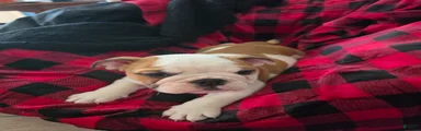 English Bulldog 3
