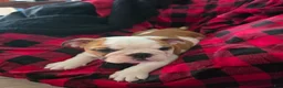 English Bulldog dogs for sale: English Bulldog 3 - Ad 1