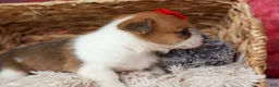 Welsh Corgi Pembroke dogs for sale:   Arlo💙 - Ad 11