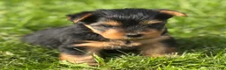 Yorkshire Terrier dogs for sale: Hershey - Ad 10