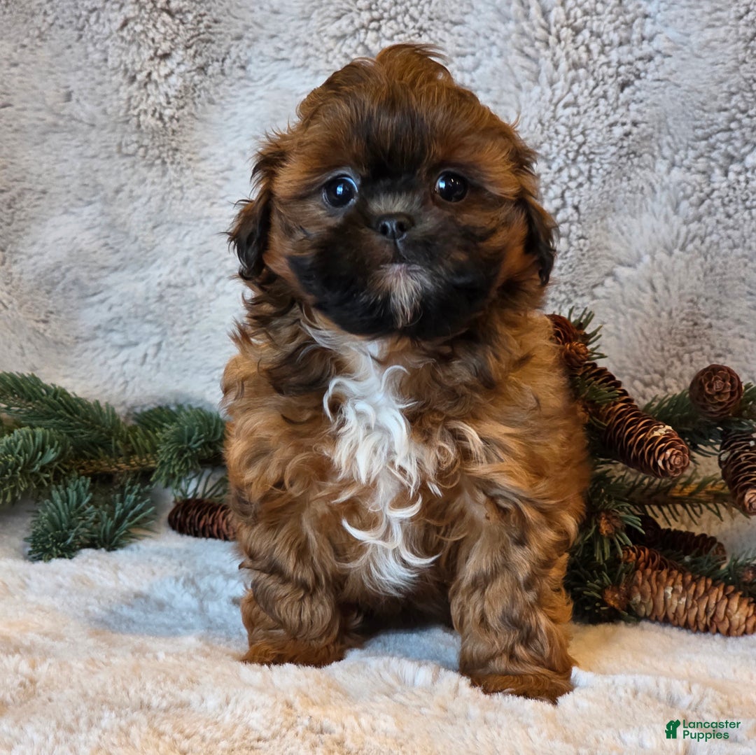 Shihpoo dogs for sale: Tessa - Ad 2
