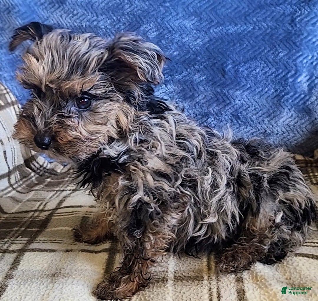 Yorkiepoo dogs for sale: Pixie - Ad 11