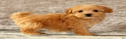 Havapoo dogs for sale: Kelly - Ad 6