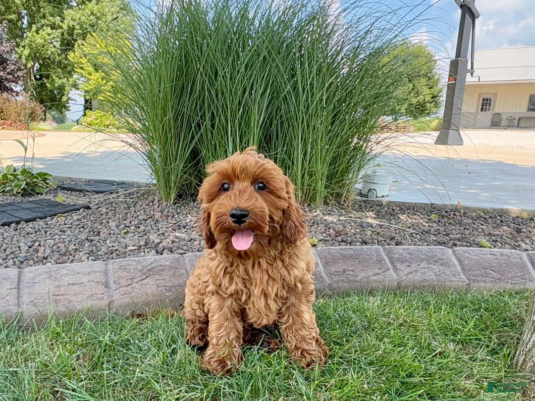 Cockapoo dogs for sale: Henry - Ad 3