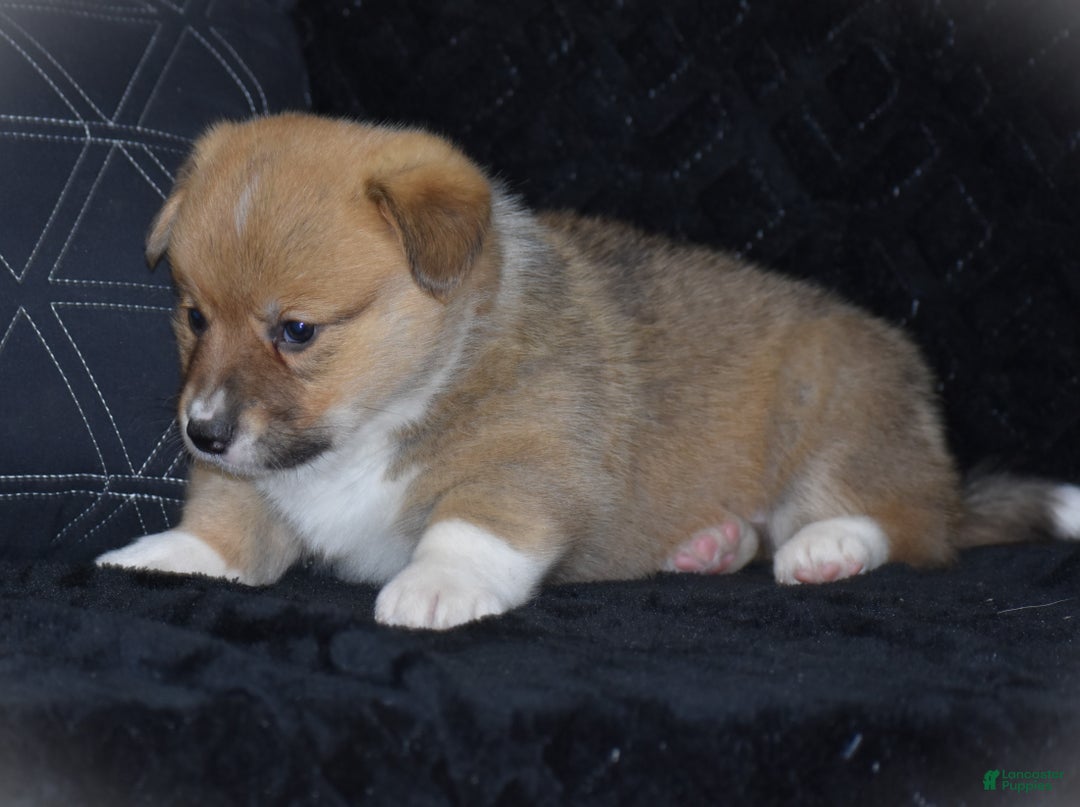 Welsh Corgi Pembroke dogs for sale: Moonbeam - Ad 15