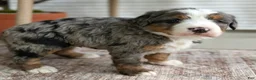 Bernedoodle dogs for sale: Skylar  - Ad 9