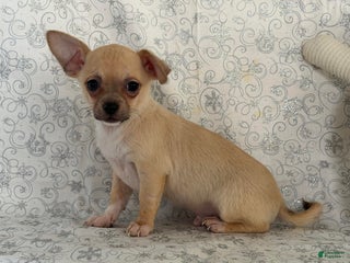 Chihuahua dogs Cody - Ad 6