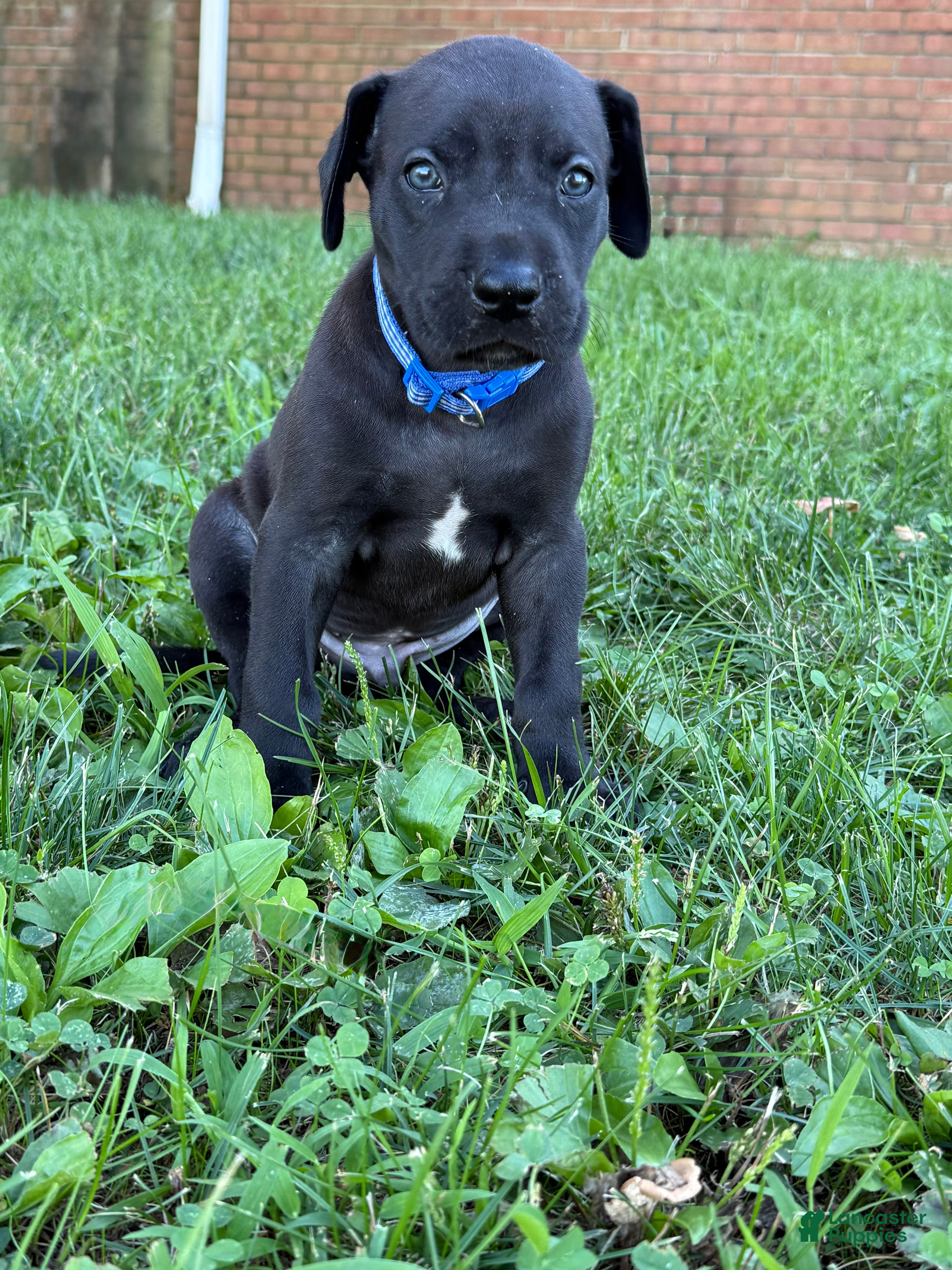 Great Dane dogs Male pup - Ad 1