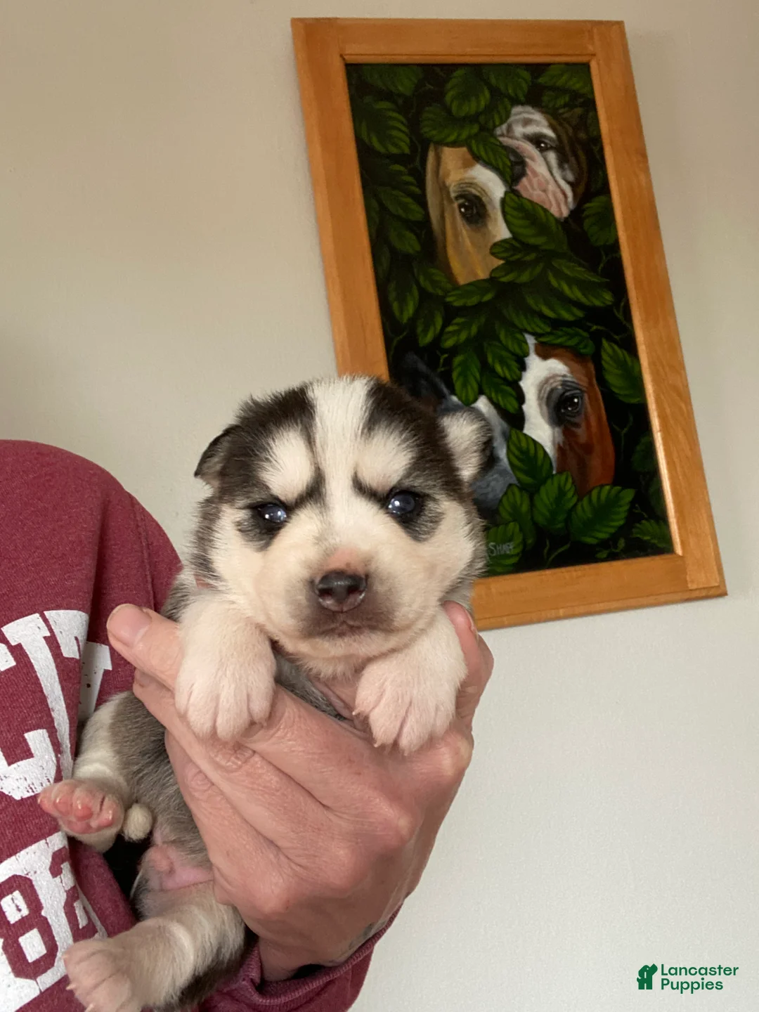 Pomsky dogs for sale: Riley  - Ad 2