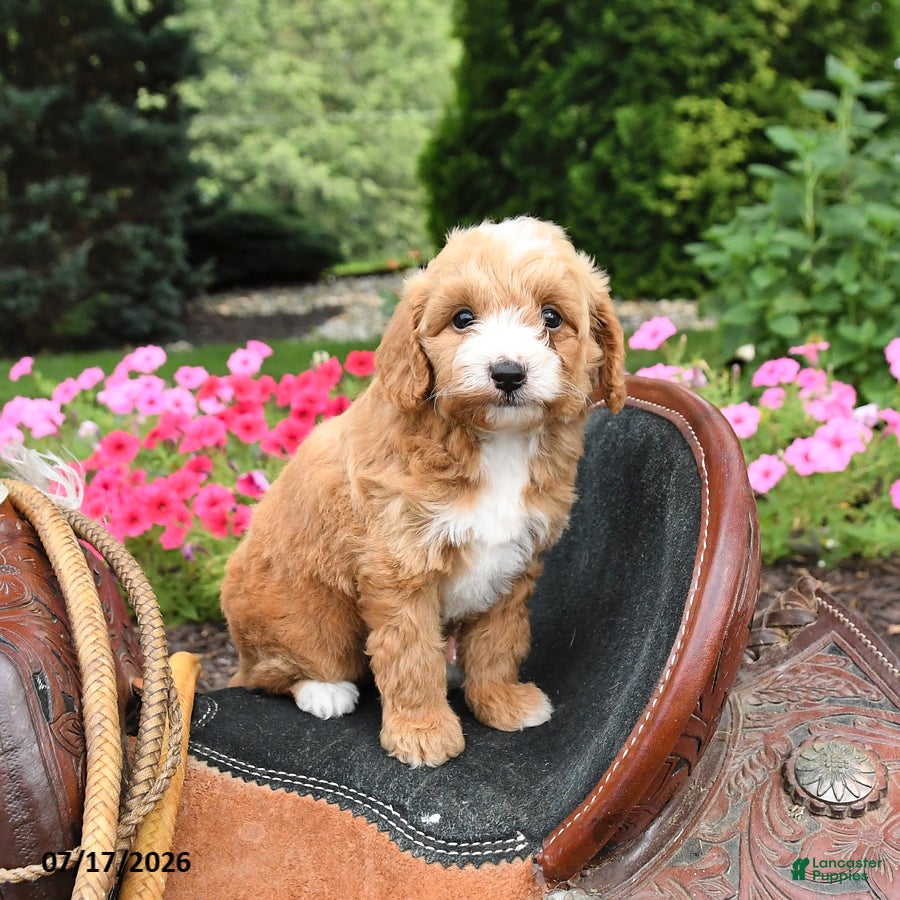 Miniature Labradoodle dogs Buttons - Ad 2