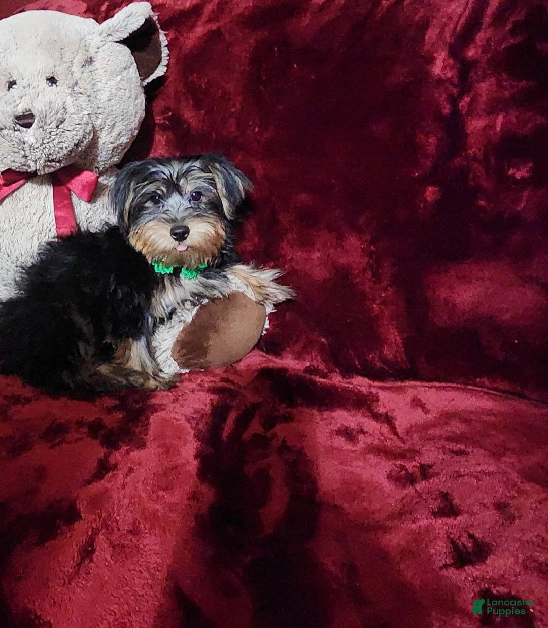 Yorkshire Terrier dogs BRODY - Ad 8