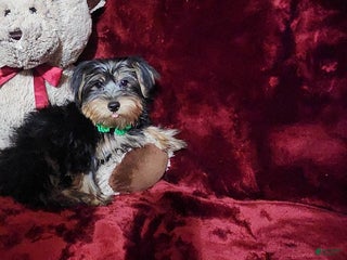 Yorkshire Terrier dogs BRODY - Ad 16