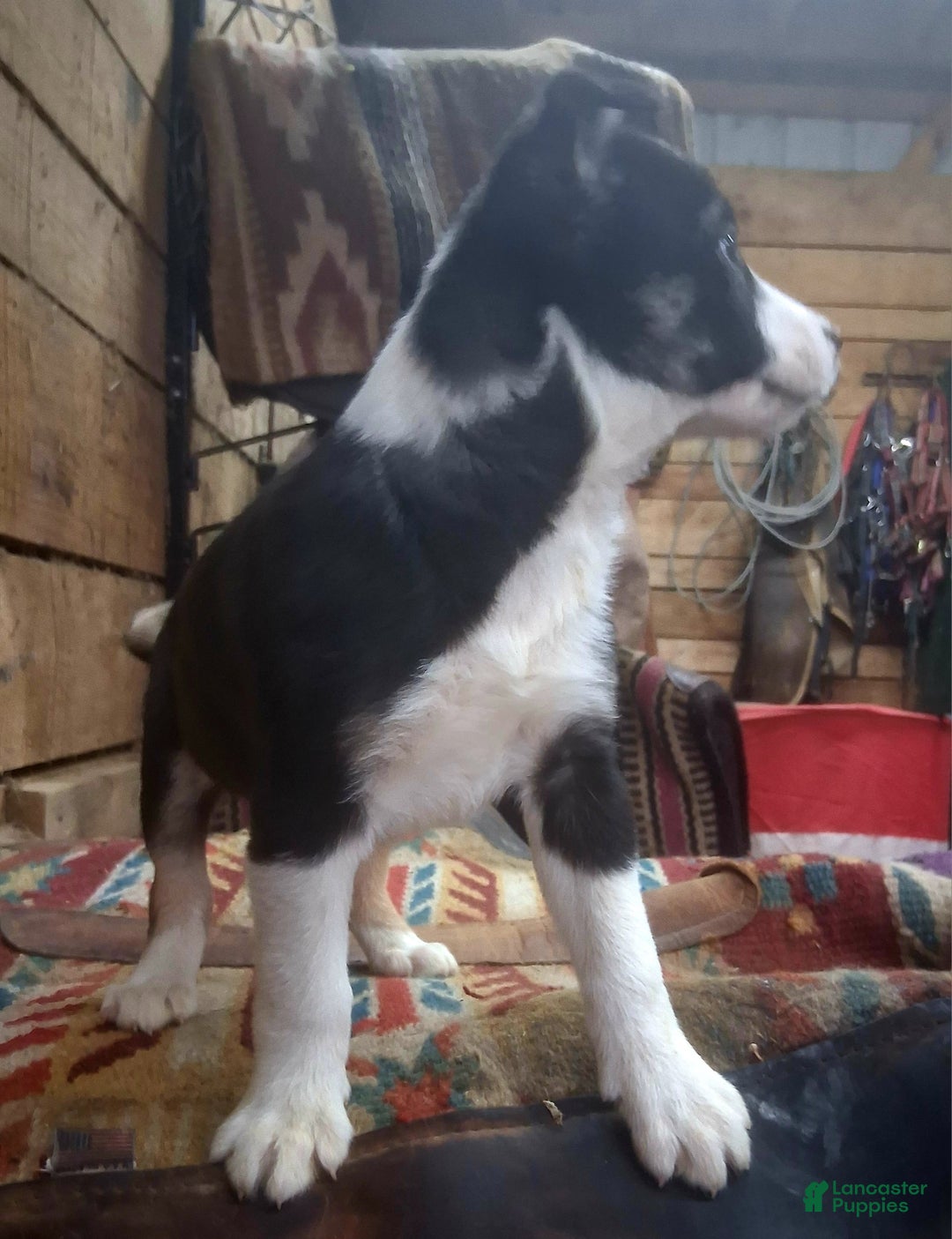 Border Collie dogs for sale: Border Collie Puppy 4 - Ad 6