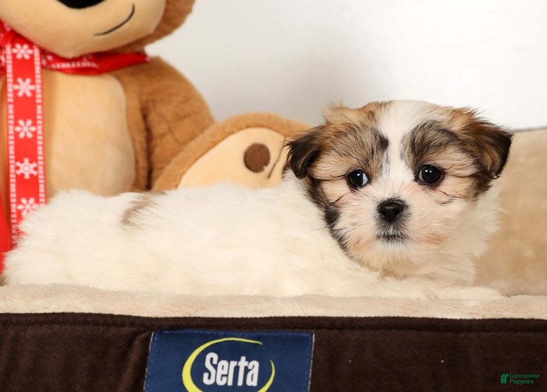 Malshi dogs for sale: Nala - Ad 4