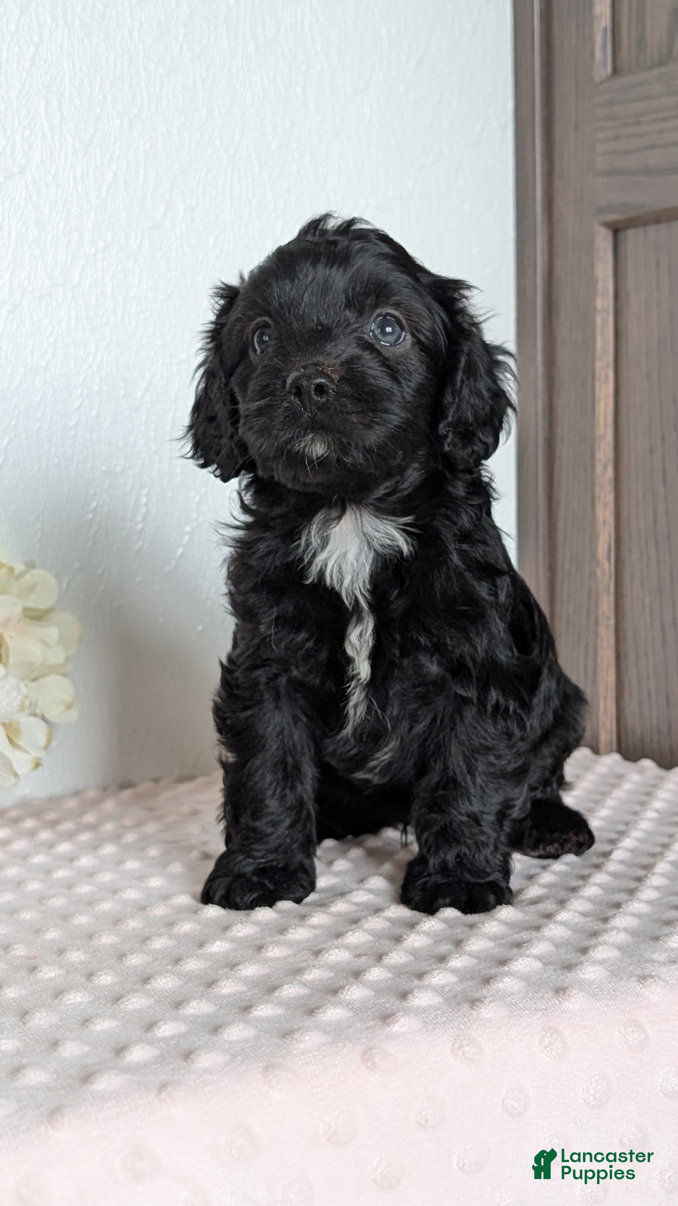 Cavapoo dogs Shiloh - Ad 2