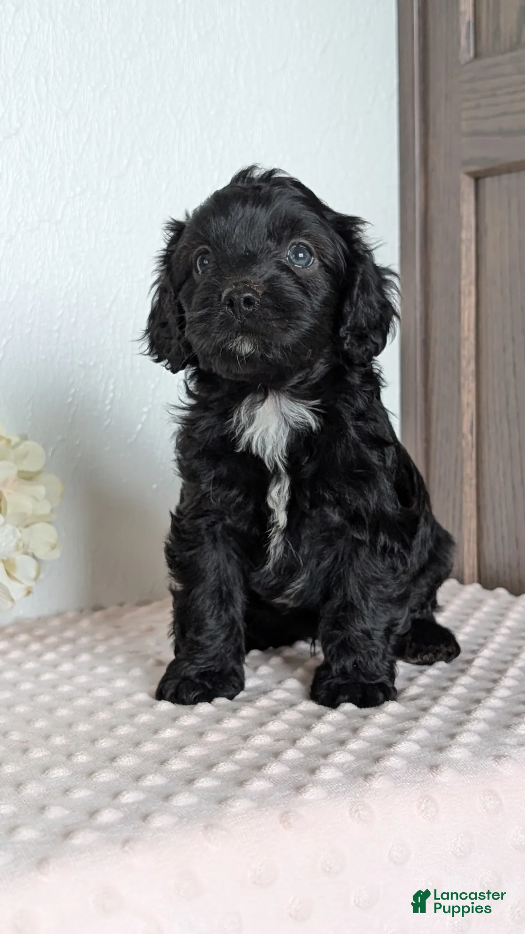 Cavapoo dogs for sale: Shiloh - Ad 2