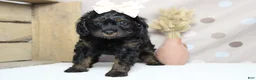 Toy Poodle dogs for sale: Pandora  - Ad 2