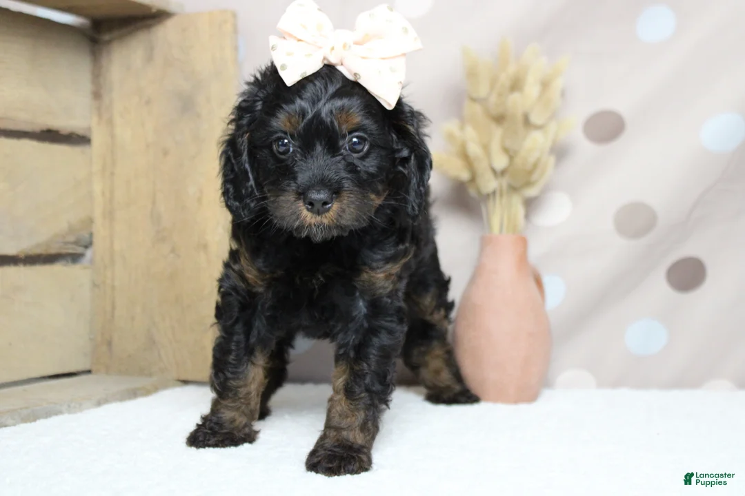 Toy Poodle dogs for sale: Pandora  - Ad 2