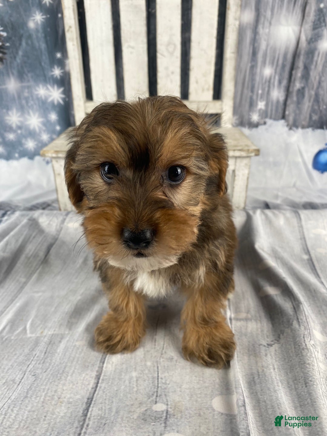 Yorkiepoo dogs for sale: Peanut - Ad 6