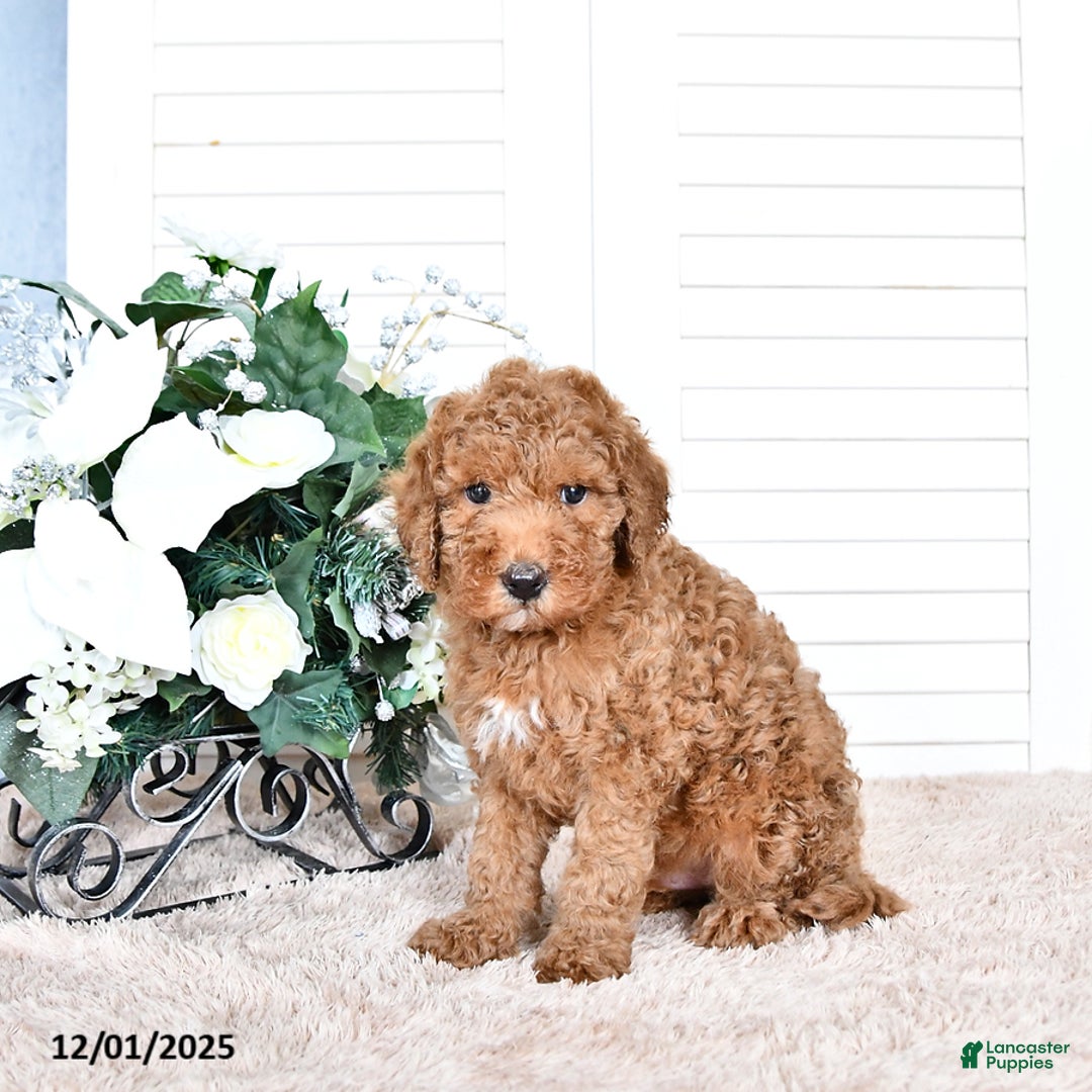 Mini Goldendoodle dogs for sale: Toby - Ad 1